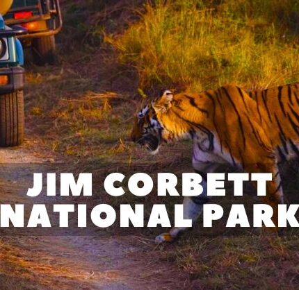 Jim Corbett National Park