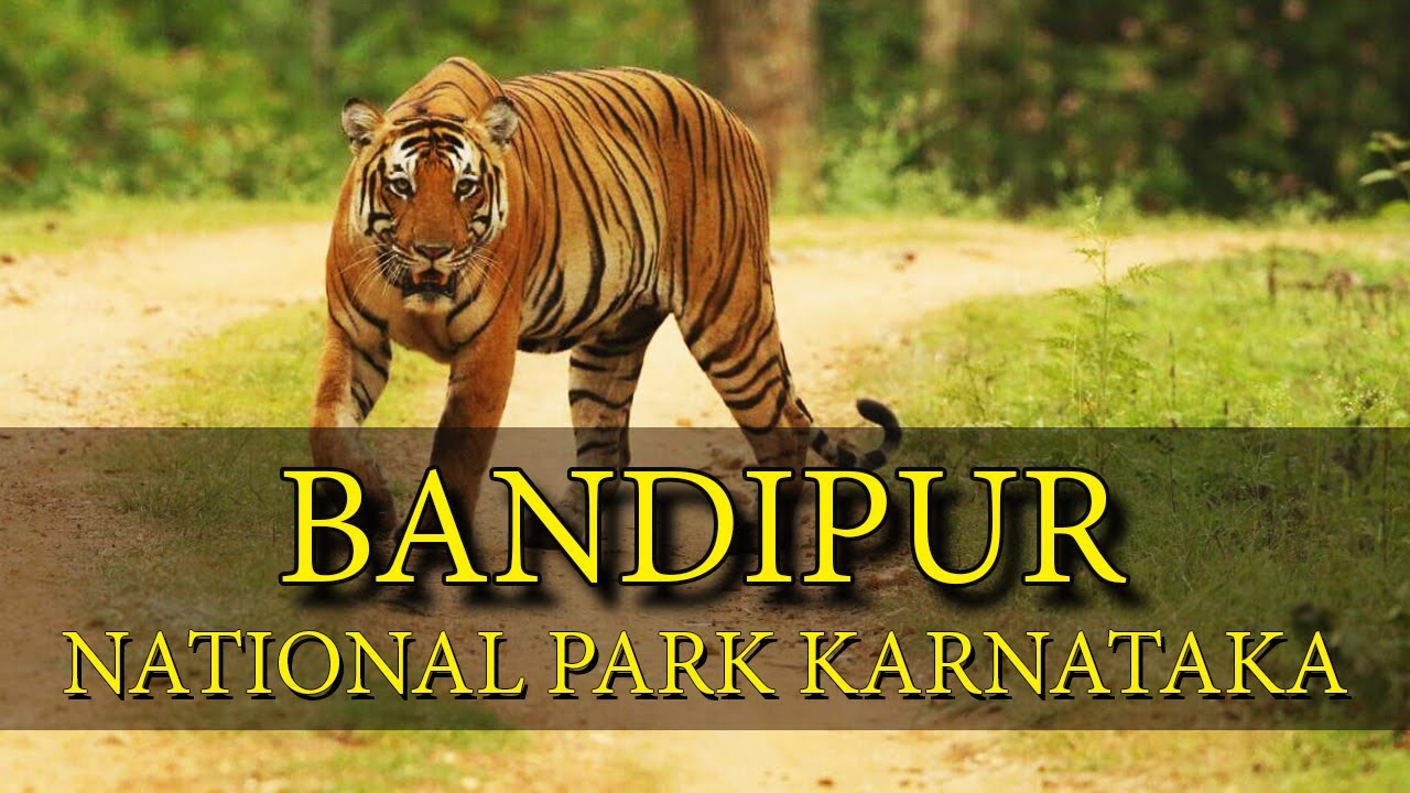 bandipur national park