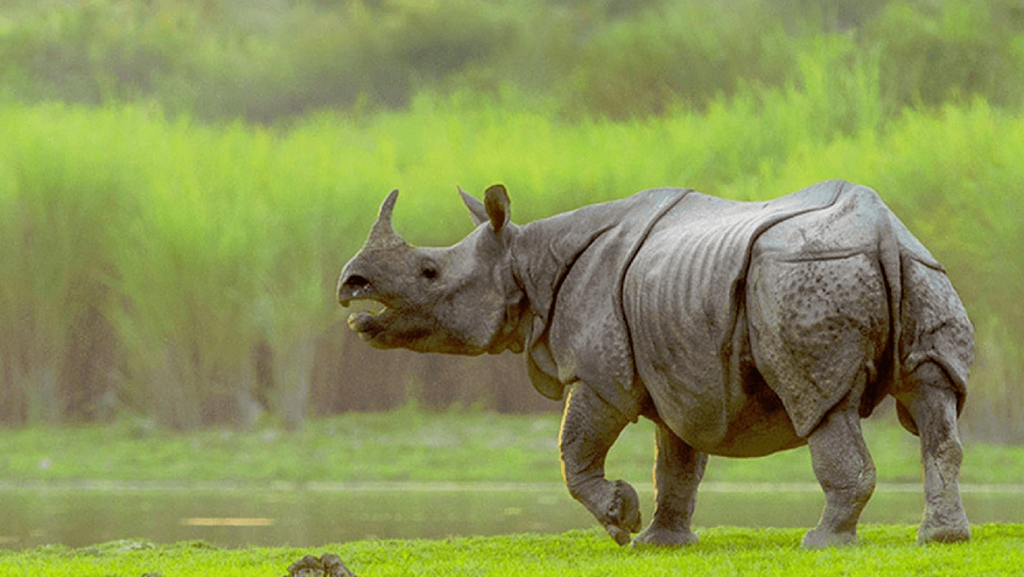 Kaziranga