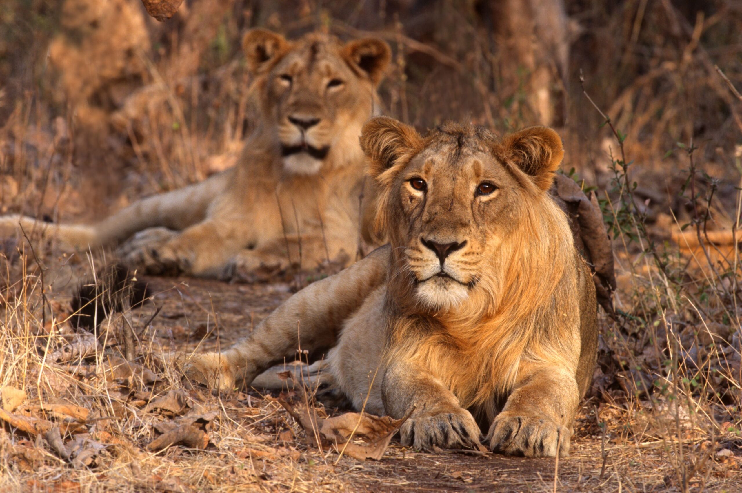 Bandhavgarh National Park